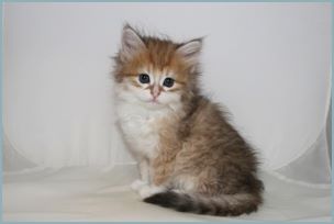 Female Siberian Kitten from Deedlebug Siberians